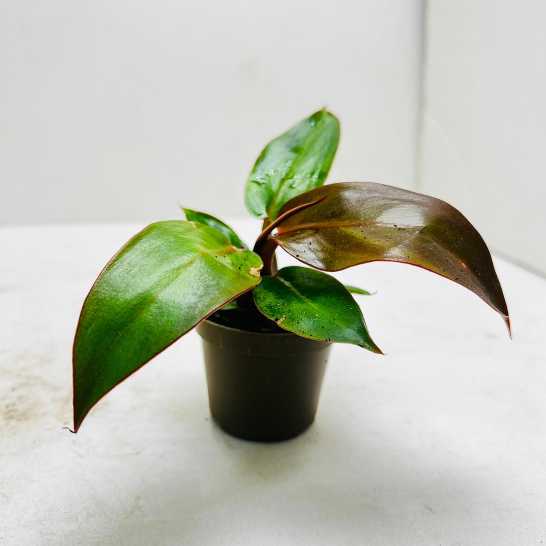 Philodendron Black Cardinal – Bold Beauty for Modern Terrarium