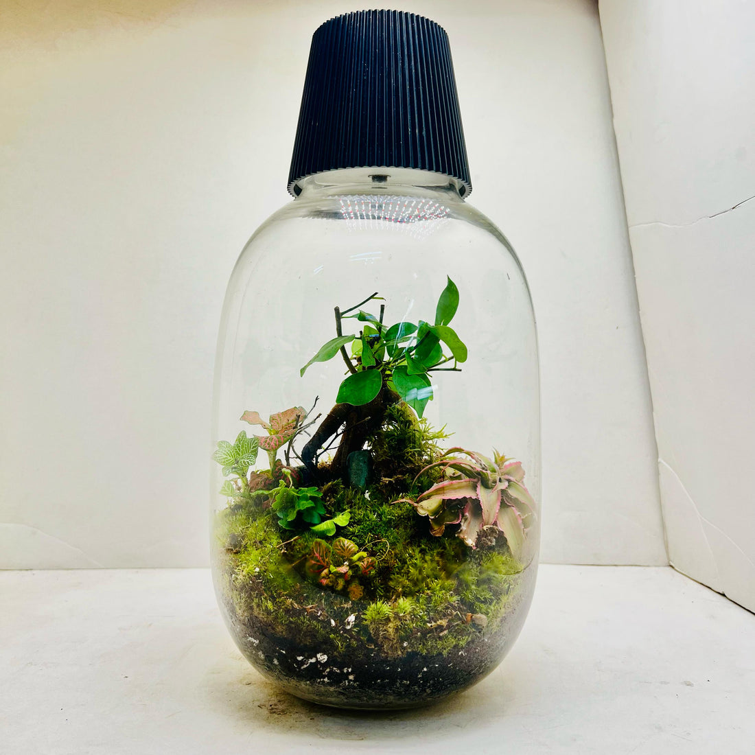 Jar Shape Terrarium with Bonsai &amp; Fern Miniature Green World in Glass