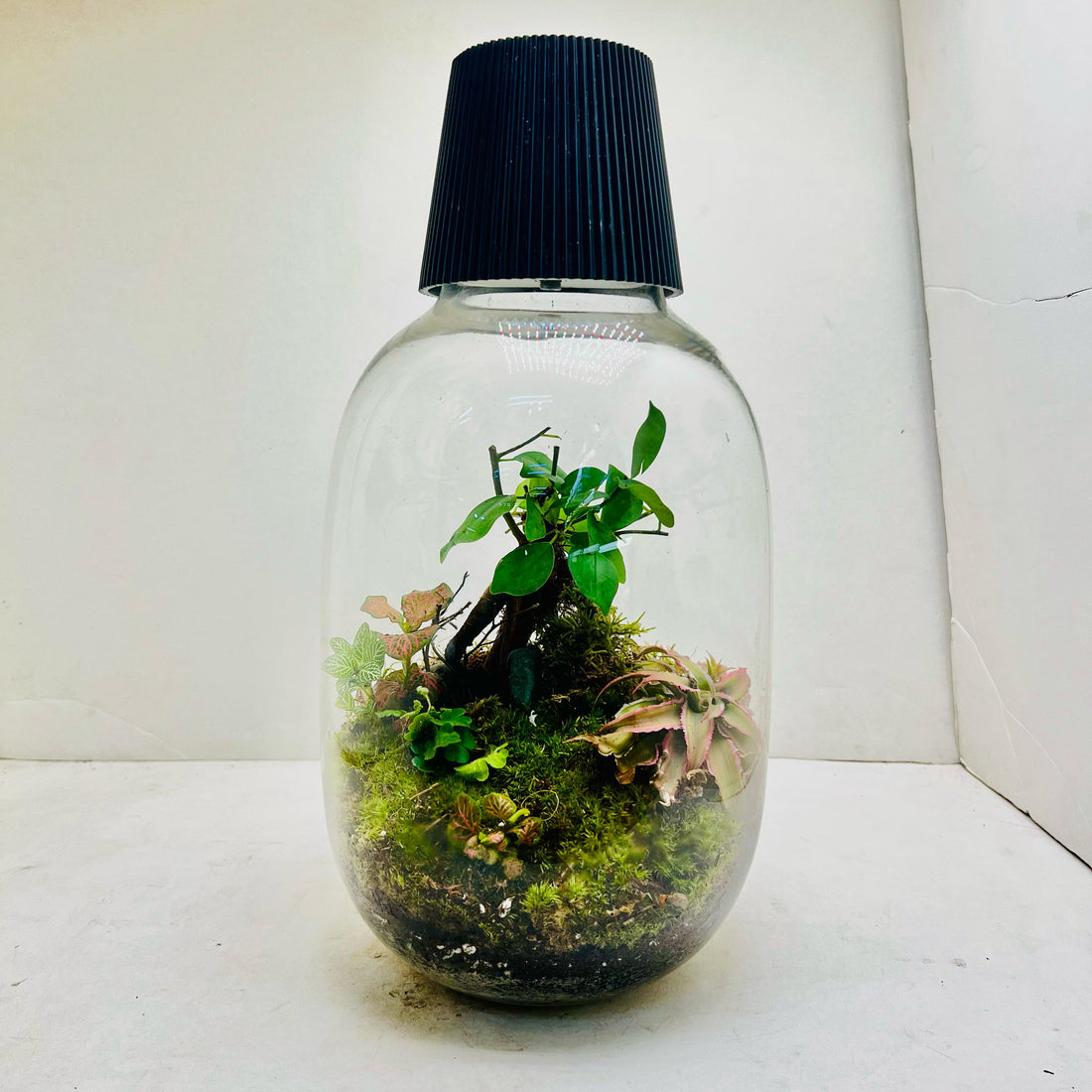 Jar Shape Terrarium with Bonsai &amp; Fern Miniature Green World in Glass