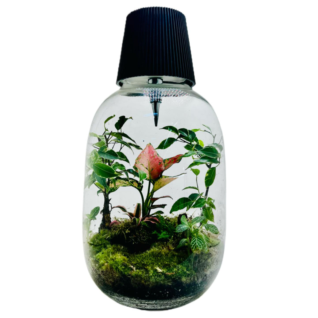 Bottel Terrarium A Miniature Green World In Glass