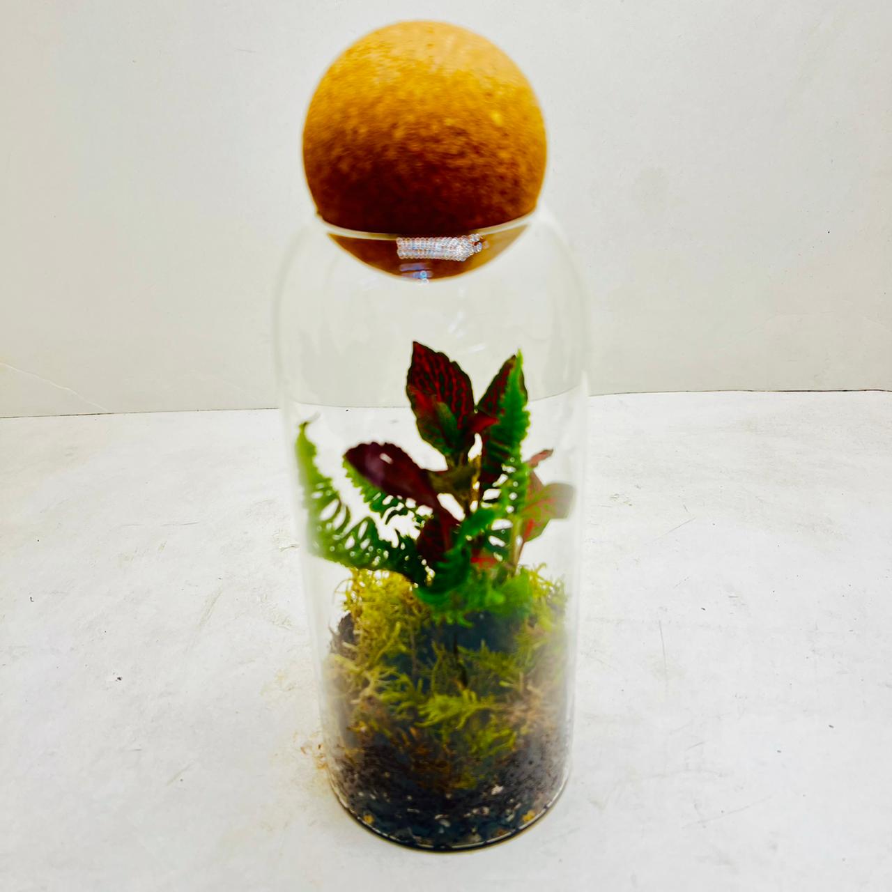 Elegant Glass Dome Terrarium with Ferns and Fittonia  Nature in a Jar