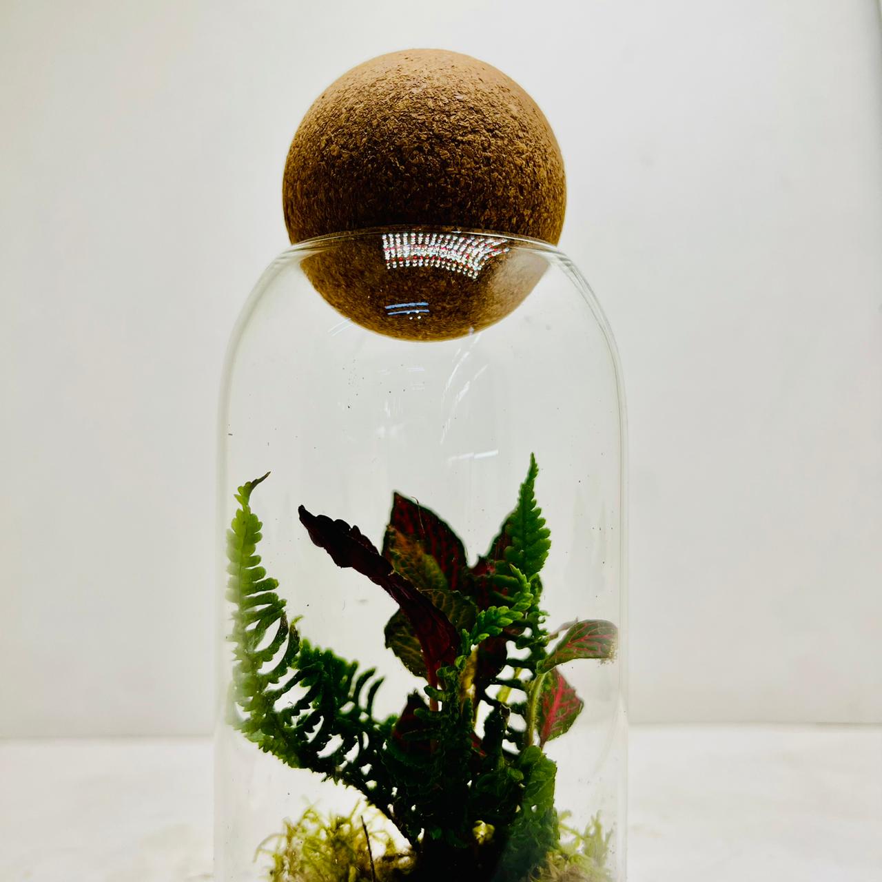 Elegant Glass Dome Terrarium with Ferns and Fittonia  Nature in a Jar