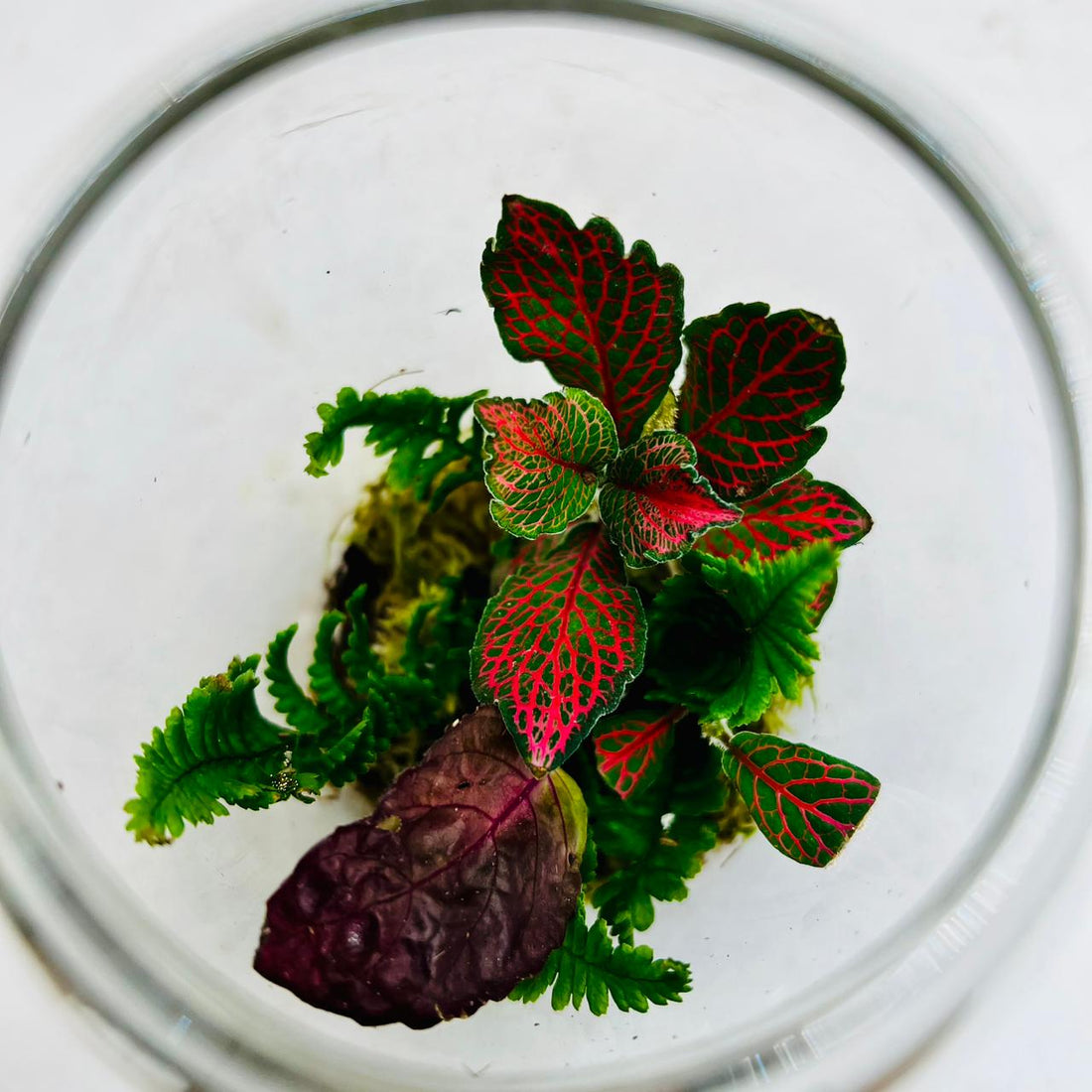 Elegant Glass Dome Terrarium with Ferns and Fittonia  Nature in a Jar