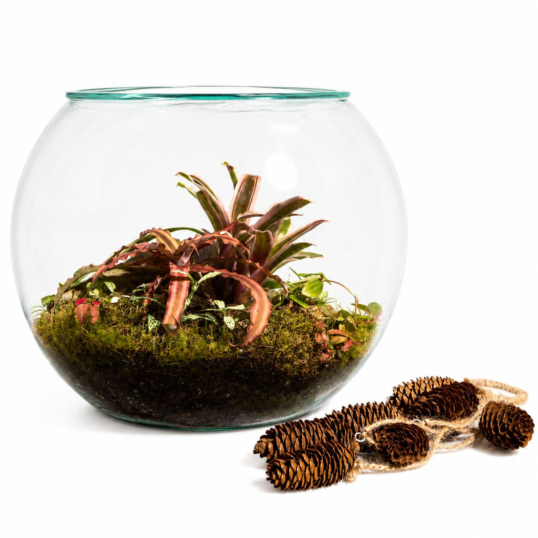Pink Bromeliad Closed Terrarium Mini Ecosystem – Tropical Moss Garden Bowl