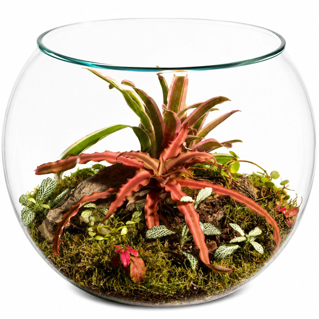 Pink Bromeliad Closed Terrarium Mini Ecosystem – Tropical Moss Garden Bowl