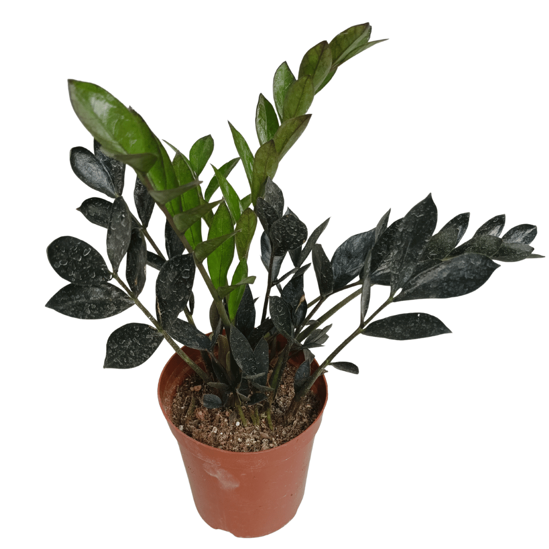 Zamioculcas zamiifolia &