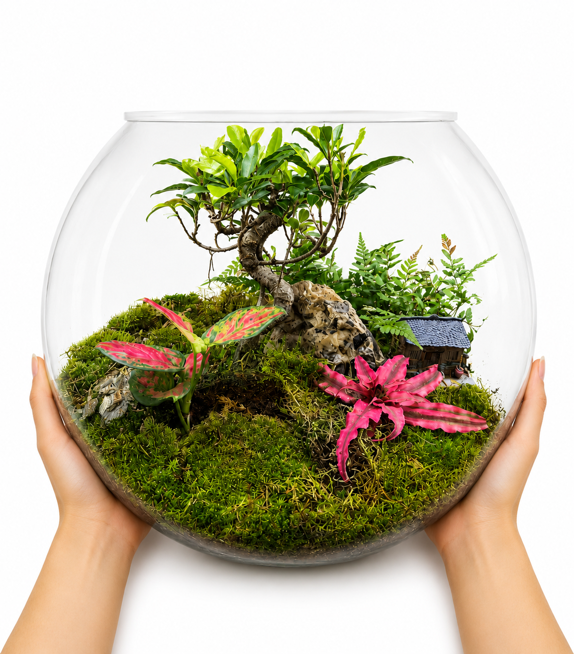 Bonsai Forest Closed Terrarium – Miniature Indoor Ecosystem 35x40cm