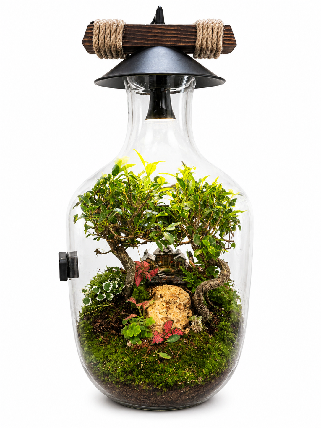 Ficus Microcarpa Forest Canopy Closed Terrarium - Mini Ecosystem