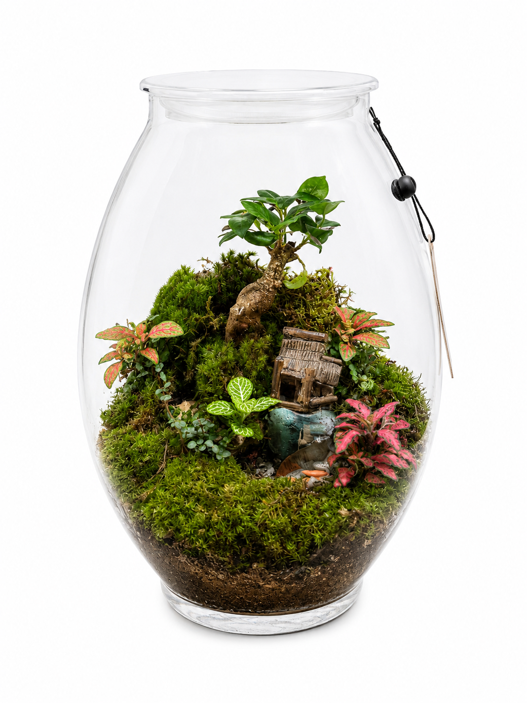 Ficus Ginseng Bonsai Forest Terrarium with Fittonia &amp; Moss – Miniature Village Landscape
