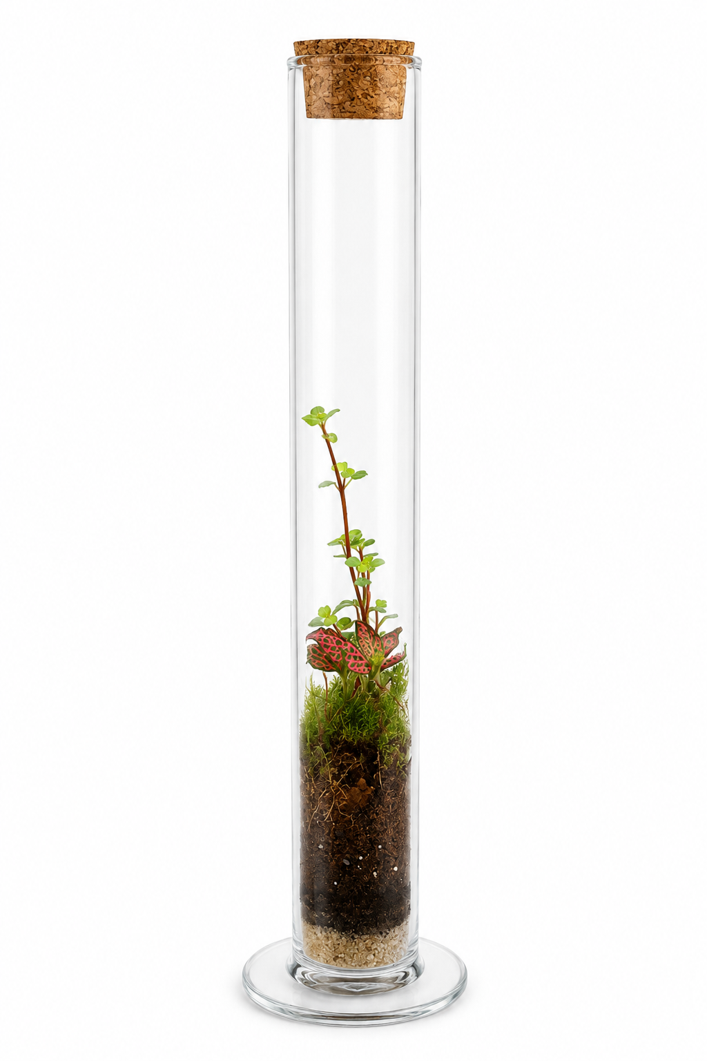 Fittonia Pink Vein Micro Terrarium in Glass Test Tube - Mini Ecosystem 30x5cm