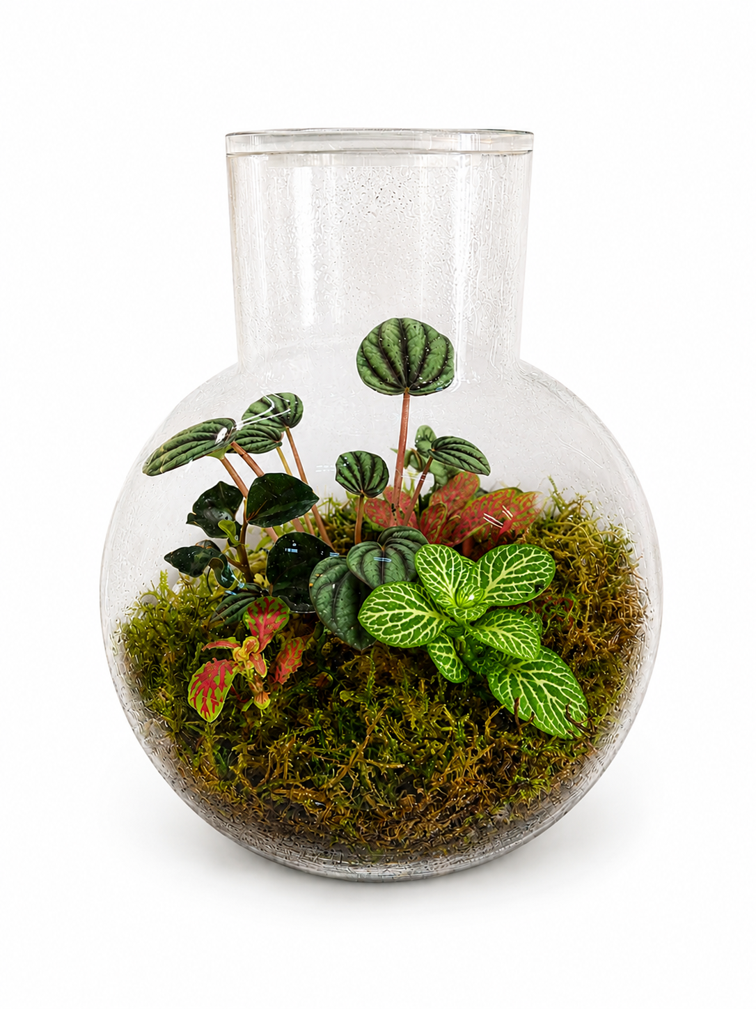 Peperomia Watermelon Closed Terrarium – Living Glass Garden with Tropical Foliage 18x14cm