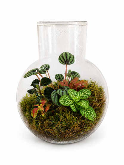 Peperomia Watermelon Closed Terrarium – Living Glass Garden with Tropical Foliage 18x14cm