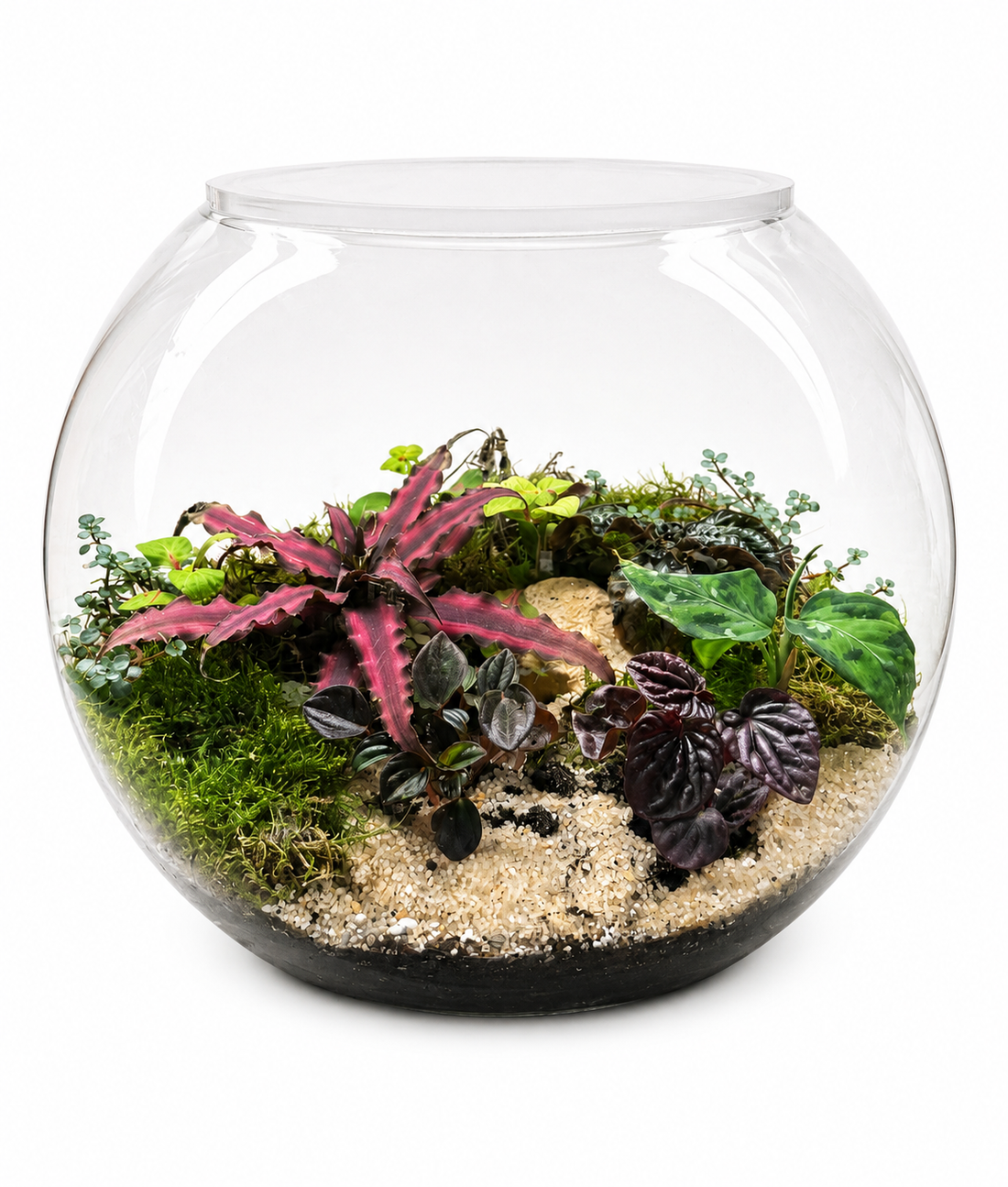 Crimson Forest Closed Terrarium - Mini Ecosystem