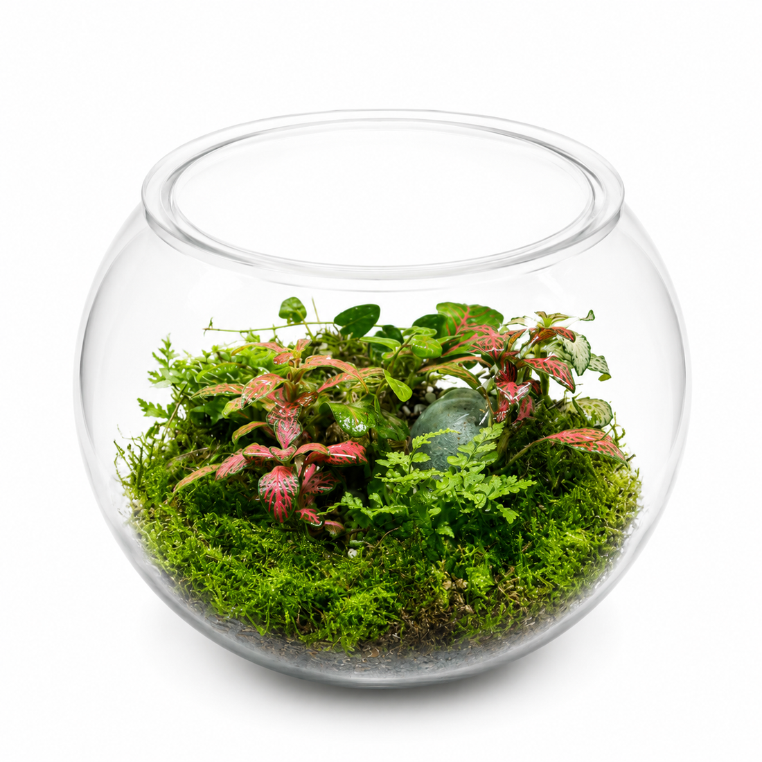 Emerald Fittonia Bloom Closed Terrarium - Mini Ecosystem