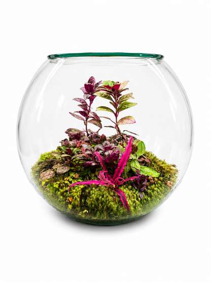 Alternanthera Pink Splash Closed Terrarium – Vibrant Tropical Ecosystem in Glass 35x40cm