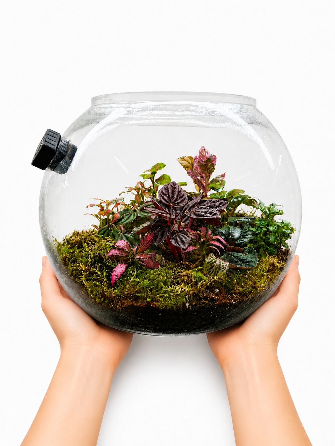 Peperomia Caperata Burgundy Closed Terrarium – Tropical Closed Ecosystem in Glass 22x25cm