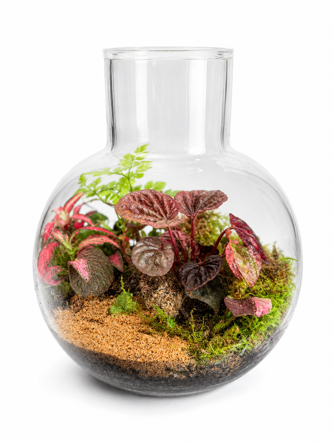 Peperomia Caperata Terrarium – Ripple Leaf Tropical Mini Ecosystem 18x14cm