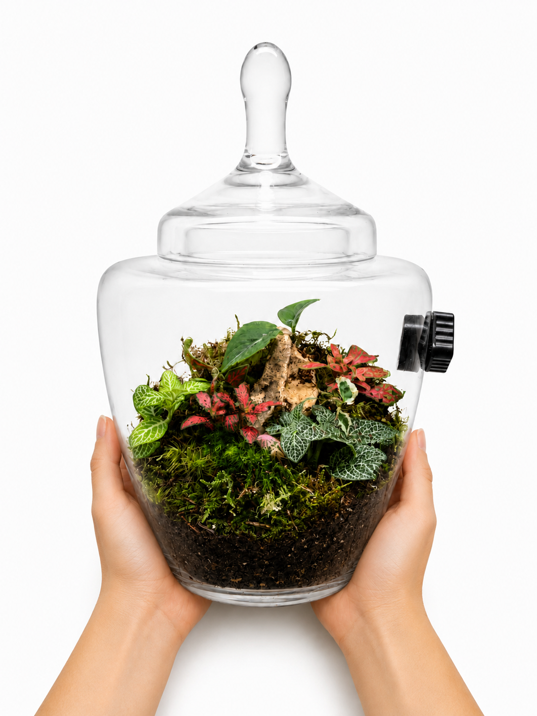 Fittonia Jewel Closed Terrarium - Mini Ecosystem 30x20cm