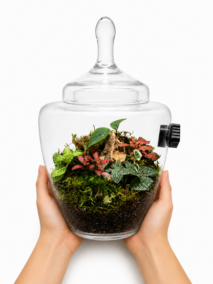 Fittonia Jewel Closed Terrarium - Mini Ecosystem 30x20cm