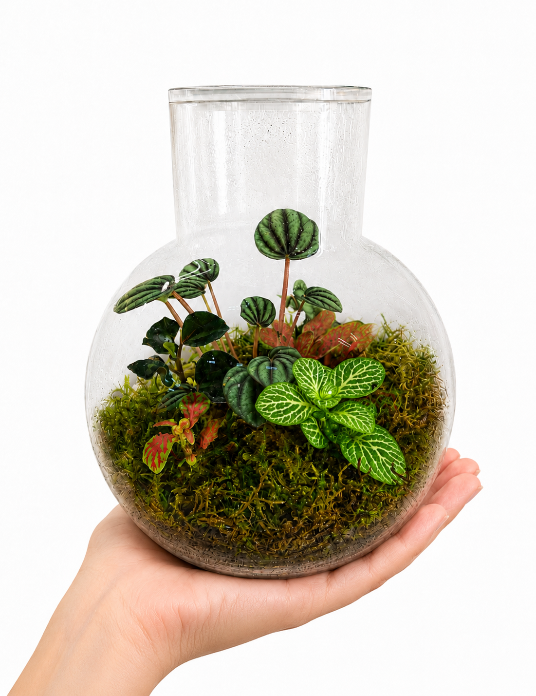Peperomia Watermelon Closed Terrarium – Living Glass Garden with Tropical Foliage 18x14cm