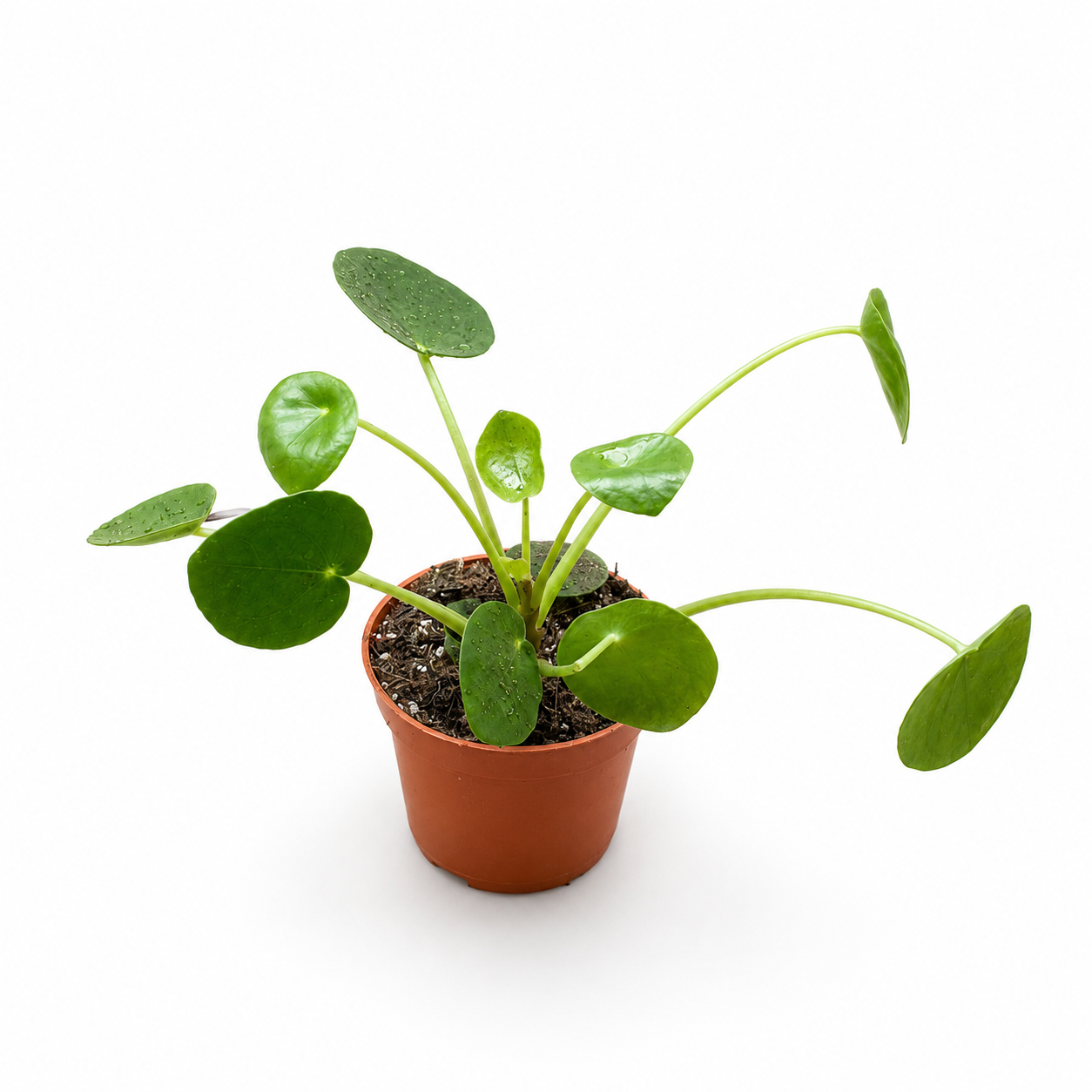 Pilea Peperomioides (Chinese Money Plant) – Live Indoor Houseplant in Nursery Pot