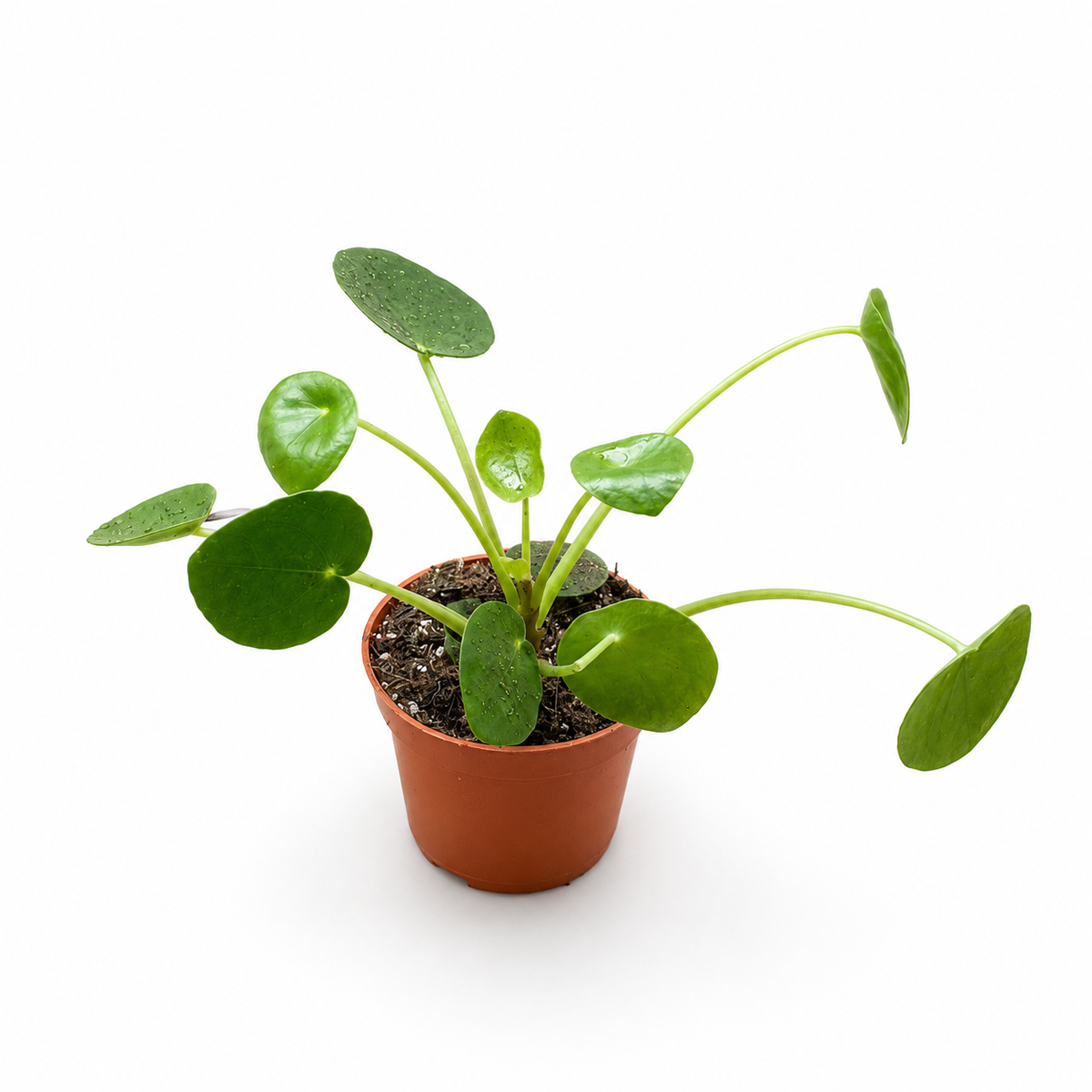 Pilea Peperomioides (Chinese Money Plant) – Live Indoor Houseplant in Nursery Pot