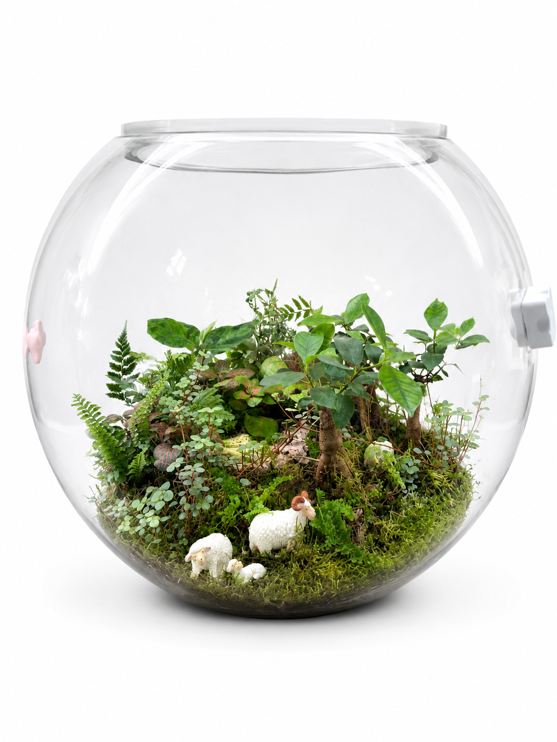 Ficus Microcarpa Forest Closed  Terrarium – Miniature Woodland Ecosystem in Glass 35x40cm