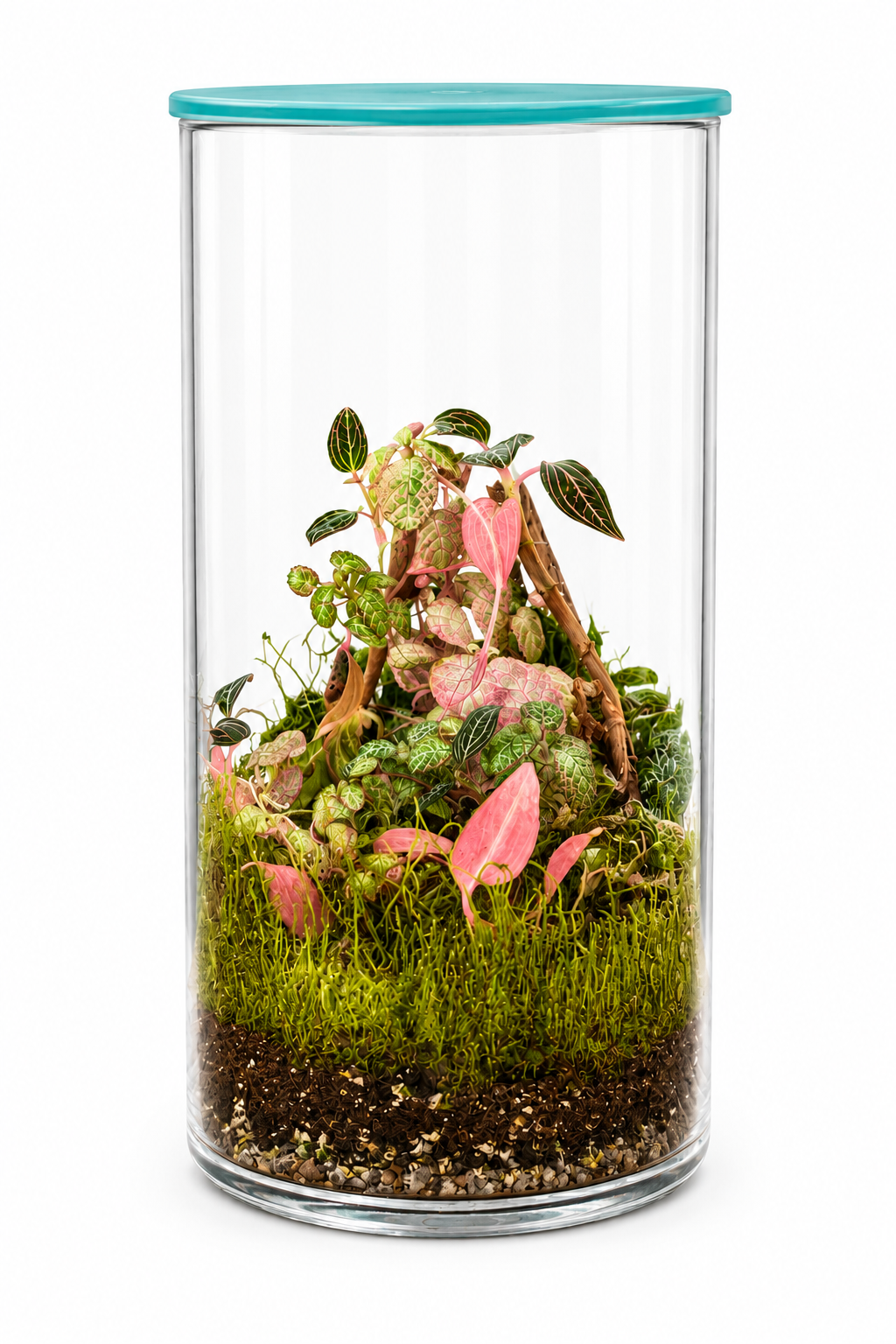 Blush Canopy Cylinder Closed Terrarium - Mini Ecosystem