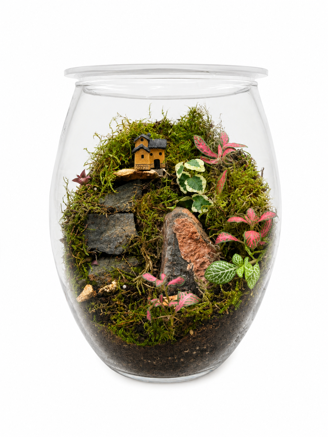 Fittonia Vein Terrarium – Miniature Moss Village Ecosystem in Glass 22x15cm