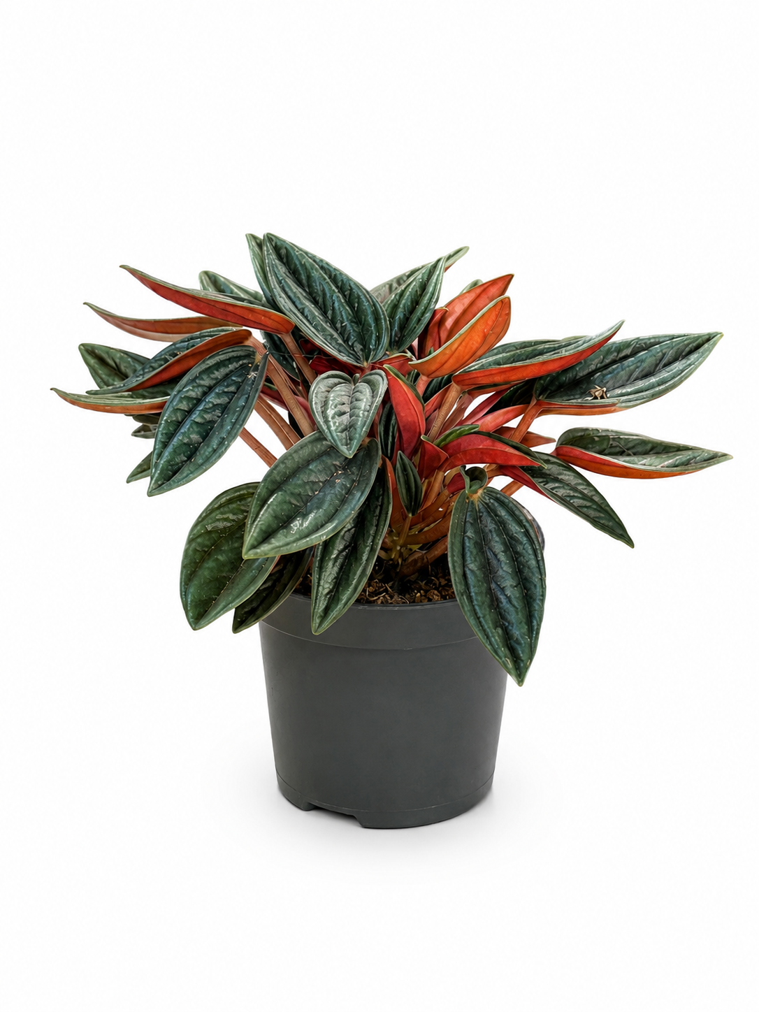 Big Peperomia Caperata Emerald Ripple Rare Exotic Mini Indoor Plant