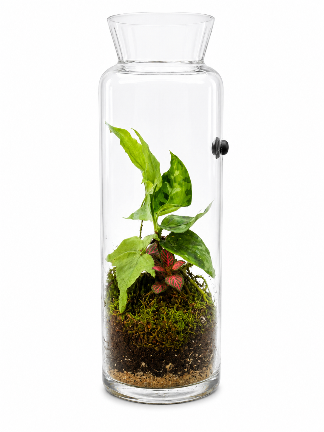 Camouflage Aglaonema Closed Terrarium – Living Tropical Glass Garden Mini Ecosystem