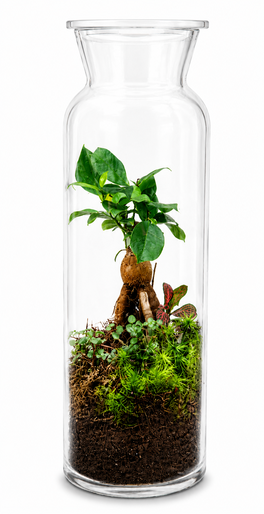 Ficus Ginseng Bonsai Moss in Tall Glass Closed Terrarium – Living Miniature Tree Ecosystem