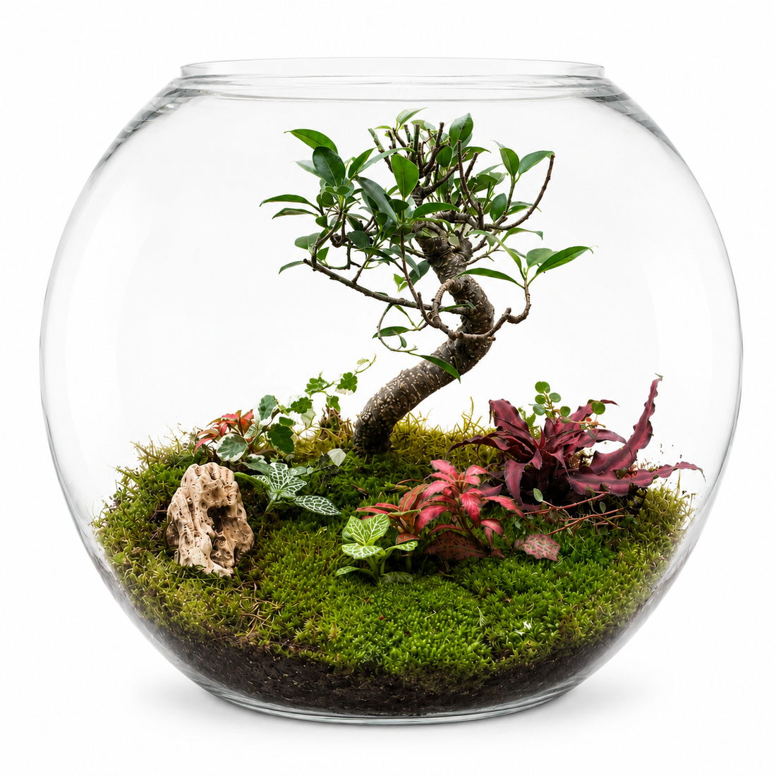 Forest Canopy Bonsai Closed Terrarium – Large Closed Moss Garden Mini Ecosystem