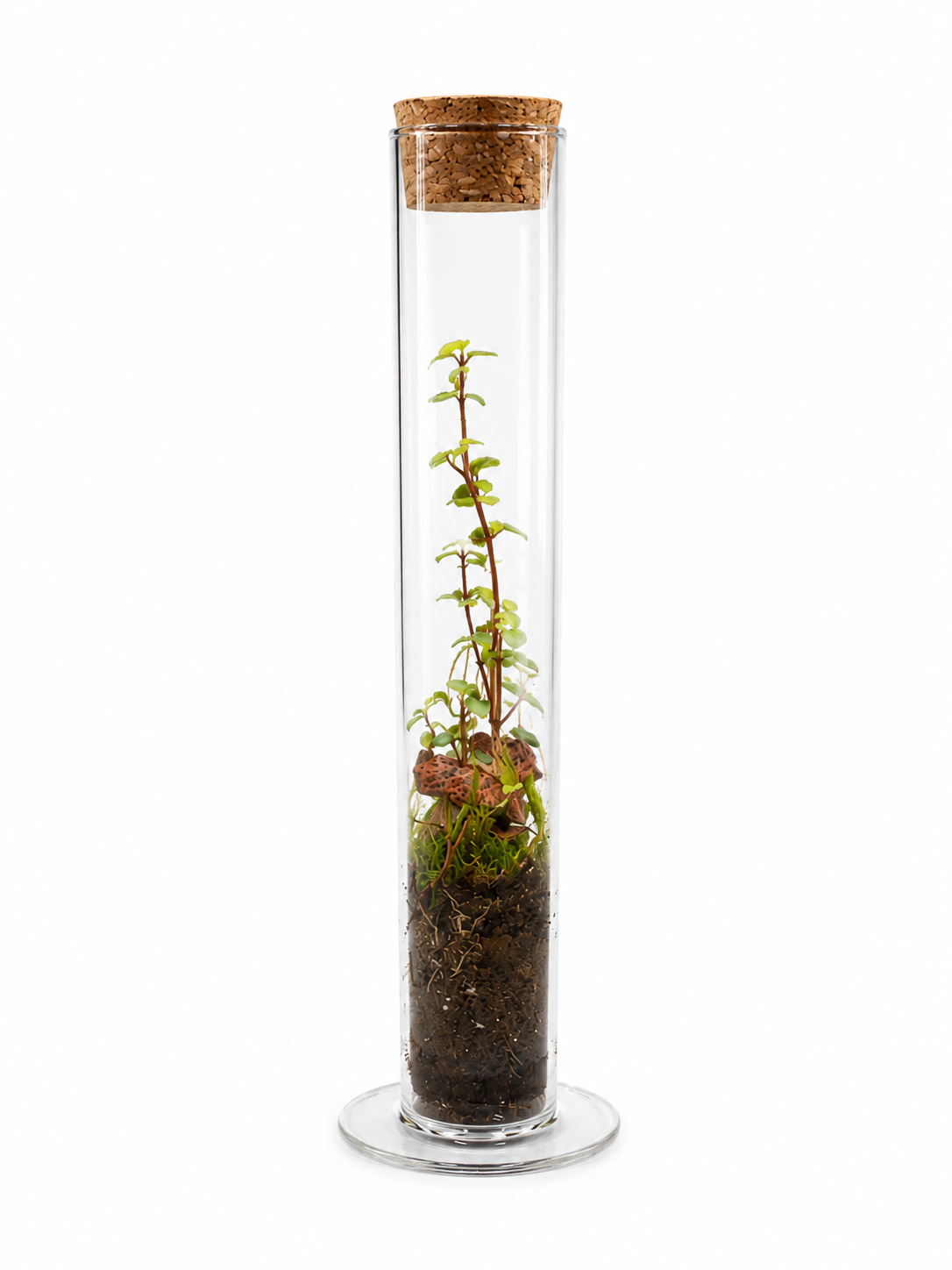 Peperomia Rotundifolia Mini Bottle Closed Terrarium – Mini Ecosystem with Trailing Foliage 30x5cm