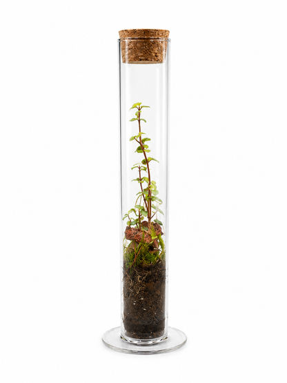 Peperomia Rotundifolia Mini Bottle Closed Terrarium – Mini Ecosystem with Trailing Foliage 30x5cm