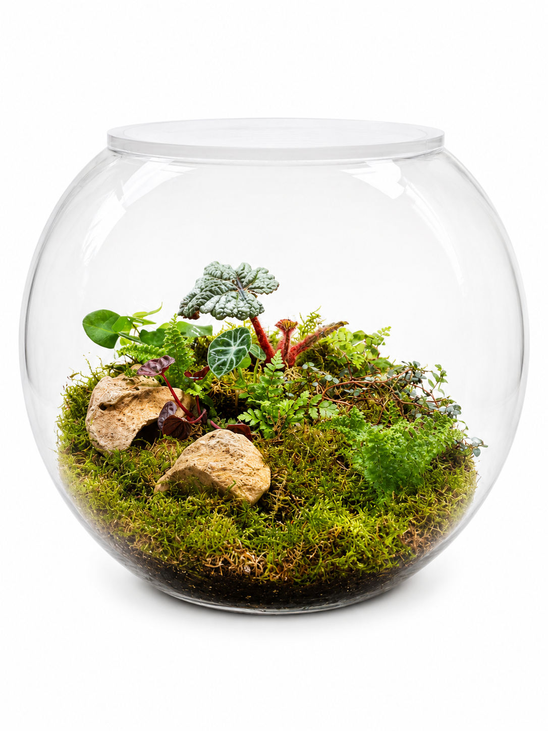 Verdant Grove Closed Terrarium - Mini Ecosystem