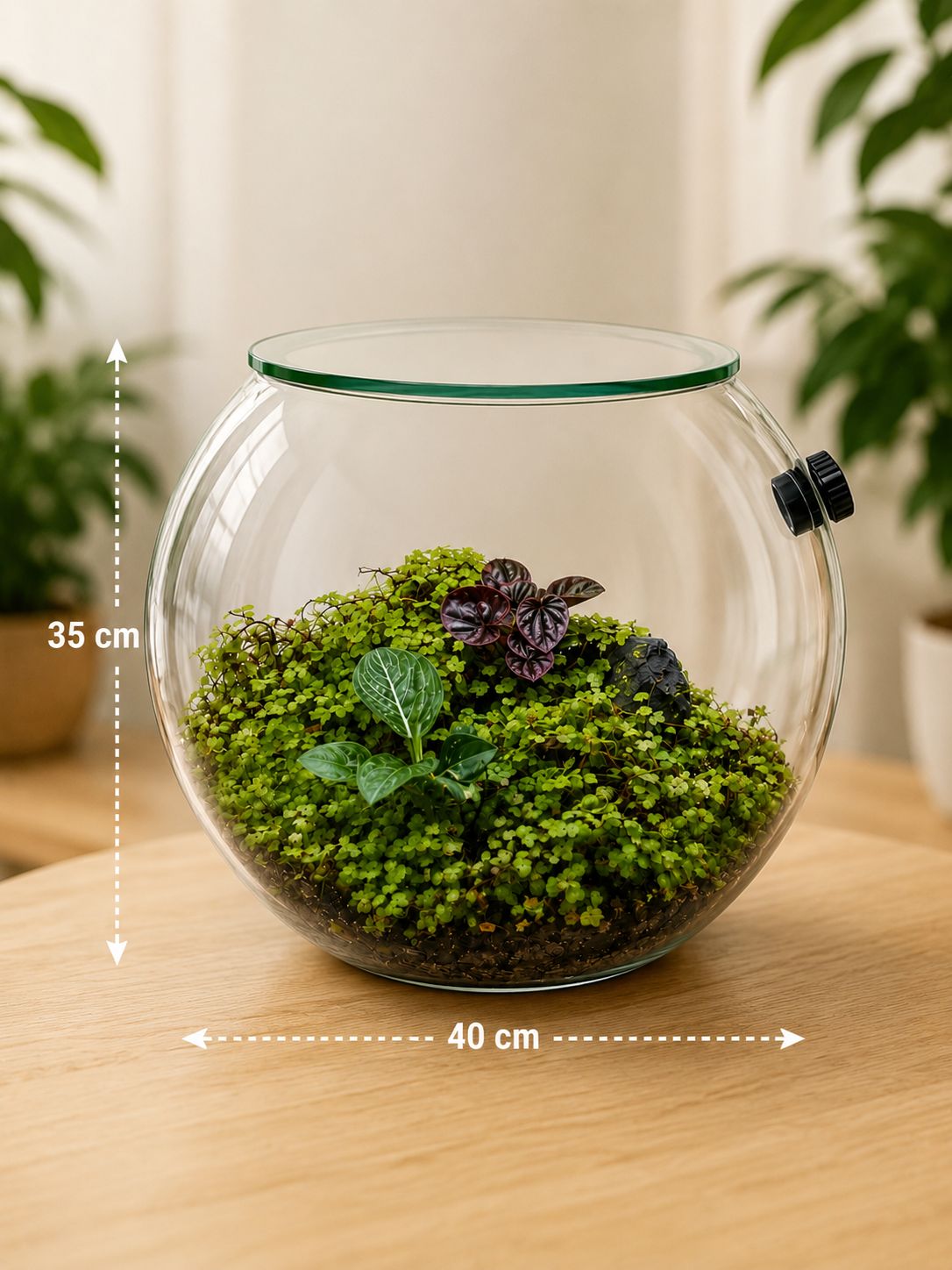 Peperomia Schumi Red Living Carpet Closed Terrarium – Natural Closed Ecosystem 40x35cm