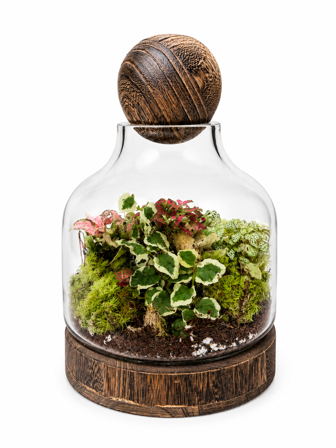 Variegated Creeping Fig (Ficus Pumila Variegata) Closed Terrarium – Decorative Glass Garden 28x18cm