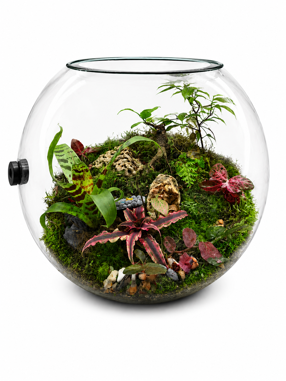 Cryptanthus Earth Star Closed Terrarium – Tropical Miniature Landscape in Glass 35x40cm