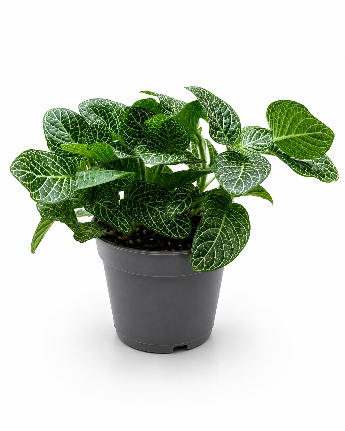 Fittonia Green Nerve Plant Big Leaves Exotic Mini Indoor Plant