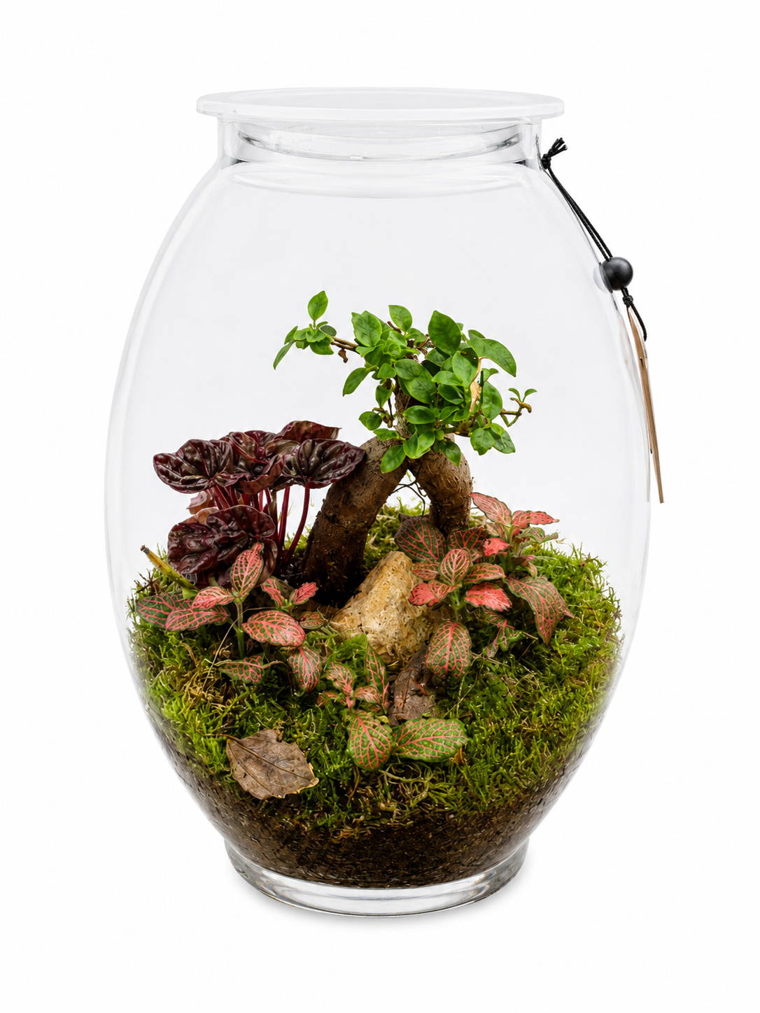 Ficus Ginseng Bonsai &amp; Pink Fittonia Terrarium – Enchanted Mini Forest in Glass