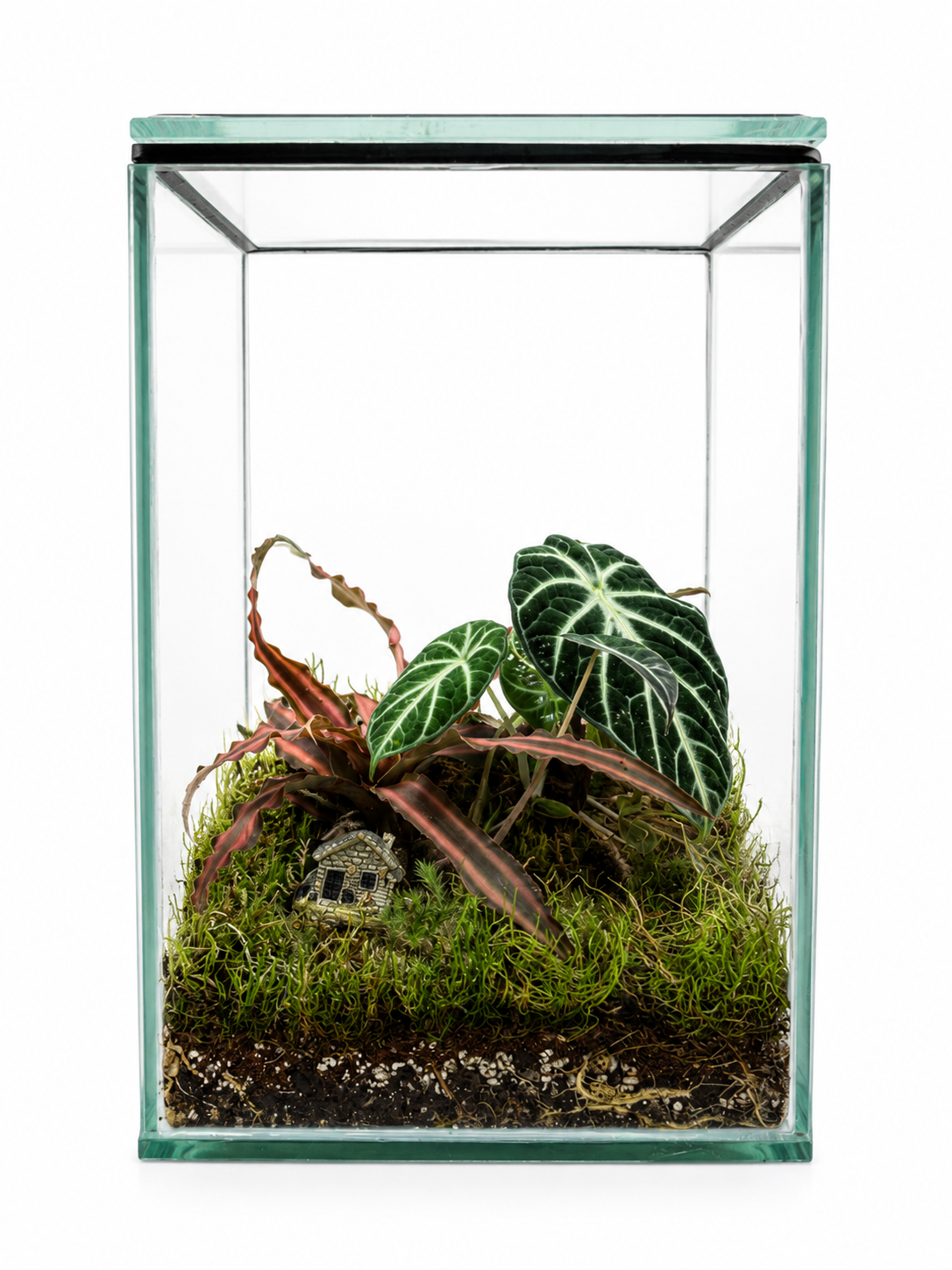 Alocasia Black Velvet Forest Closed Terrarium – Mini Ecosystem 30x20cm