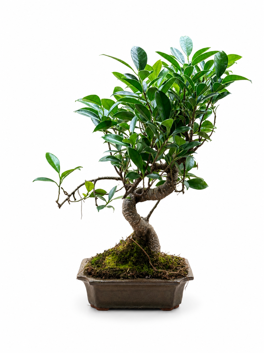 Ficus Bonsai Tree – Miniature Indoor Bonsai Plant with Twisted Trunk