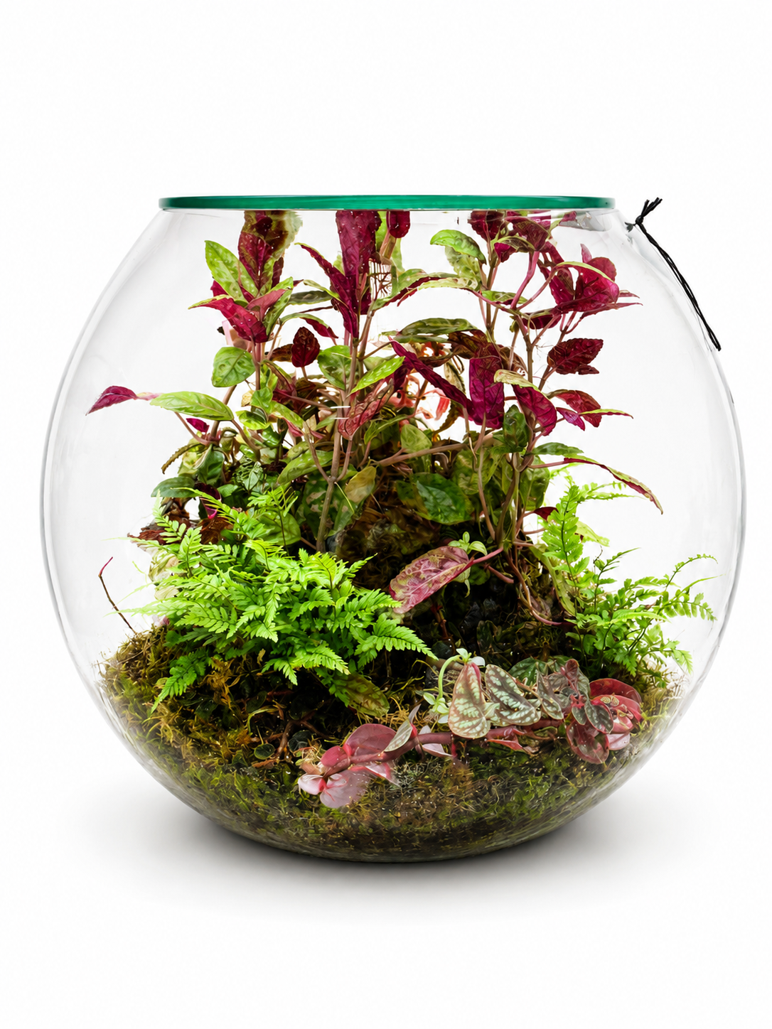 Alternanthera Red Ruby Closed Terrarium – Premium Tropical Ecosystem in Glass Bowl 35x40cm