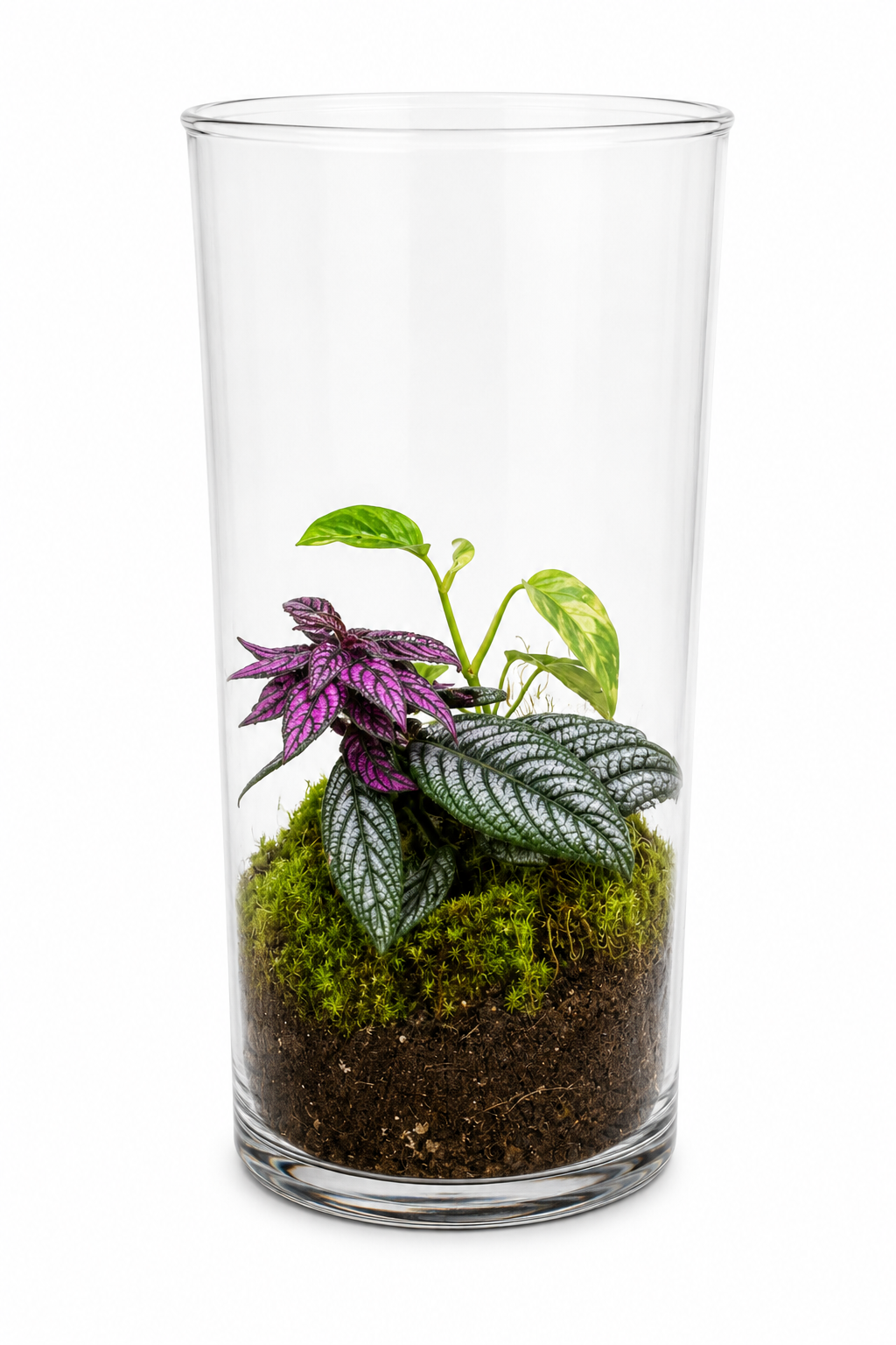 Pilea Moon Valley &amp; Purple Waffle Closed Terrarium – Tropical Moss Glass Garden