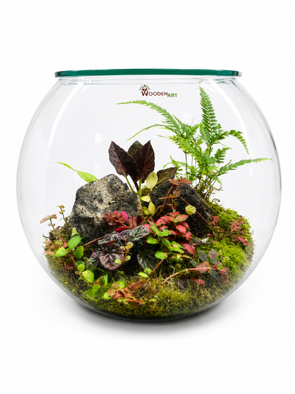 Alocasia Velvet Closed Terrarium – Tropical Jewel Garden in Glass 35x40cm