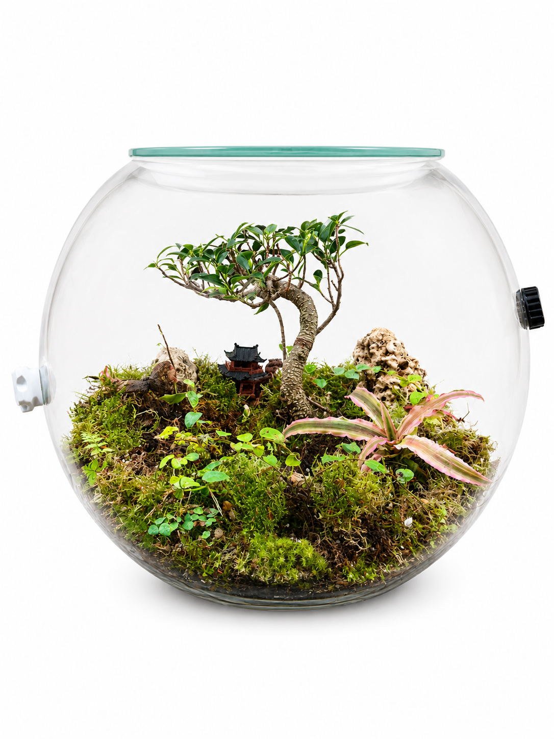 Ficus Microcarpa Bonsai Closed Terrarium – Miniature Zen Landscape in Glass 35x40cm