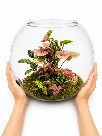 Pink Syngonium Closed Terrarium – Tropical Glass Ecosystem with Blush Foliage 35x40cm