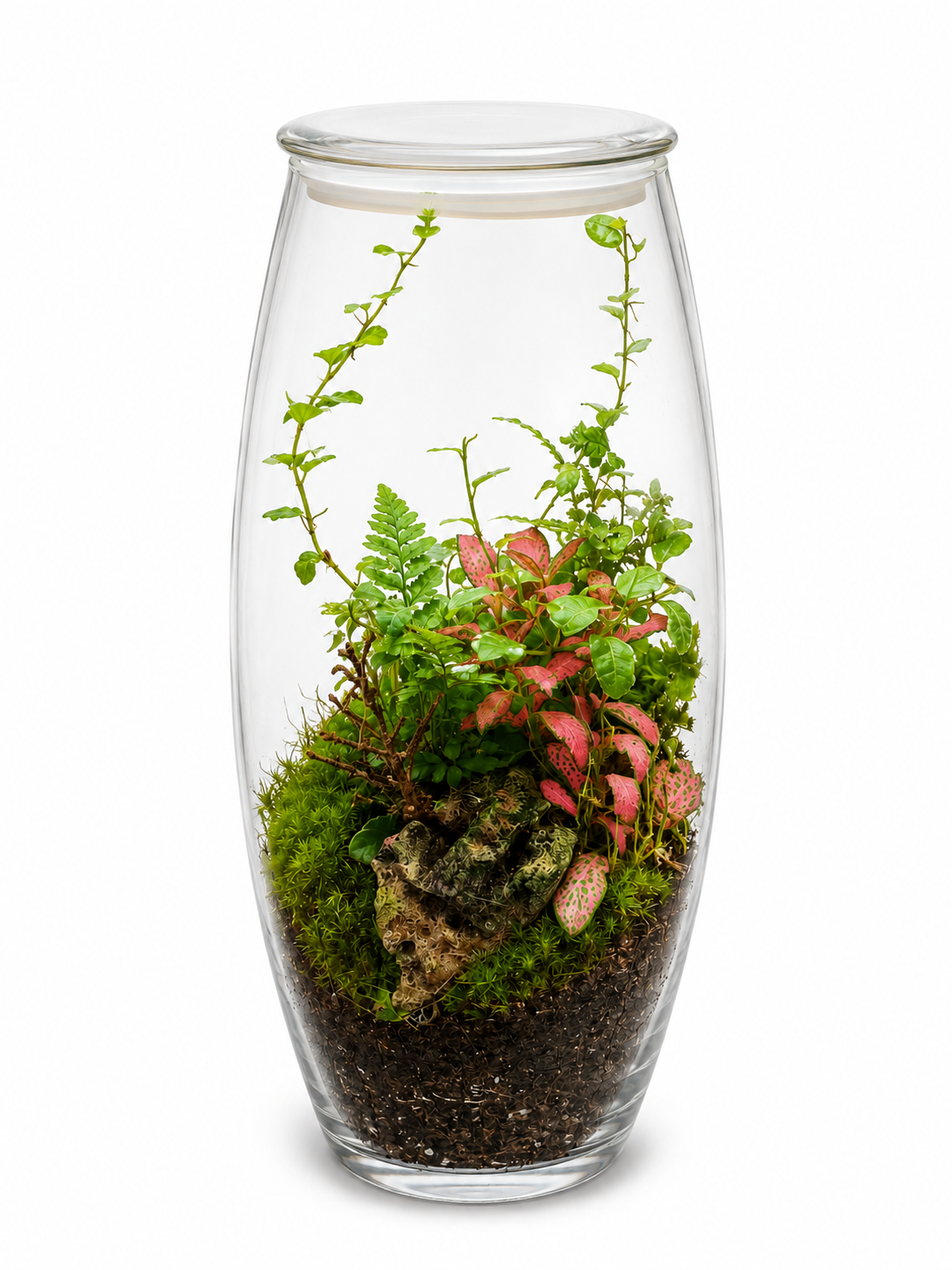Fittonia &amp; Ficus Pumila Closed Terrarium – Mini Tropical Forest Ecosystem