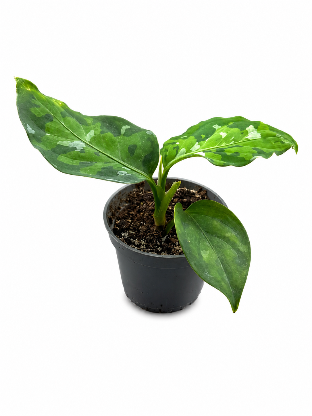 Aglaonema Camouflage Live Plant – Rare Tropical Foliage for Terrariums